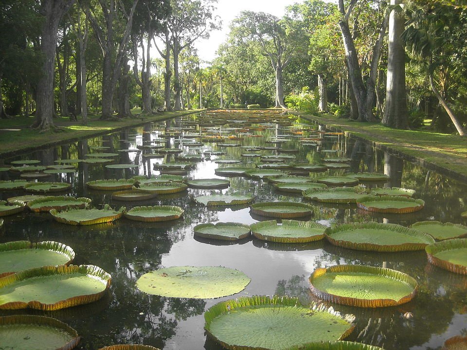 960px-Giant_water_lilies By Condem at English Wikipedia - Transferred from en.wikipedia to Commons by Logan using CommonsHelper., Public Domain, https://commons.wikimedia.org/w/index.php?curid=12808737
